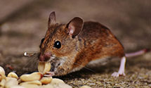 24 Hour & Emergency Exterminators in Wakefield, RI